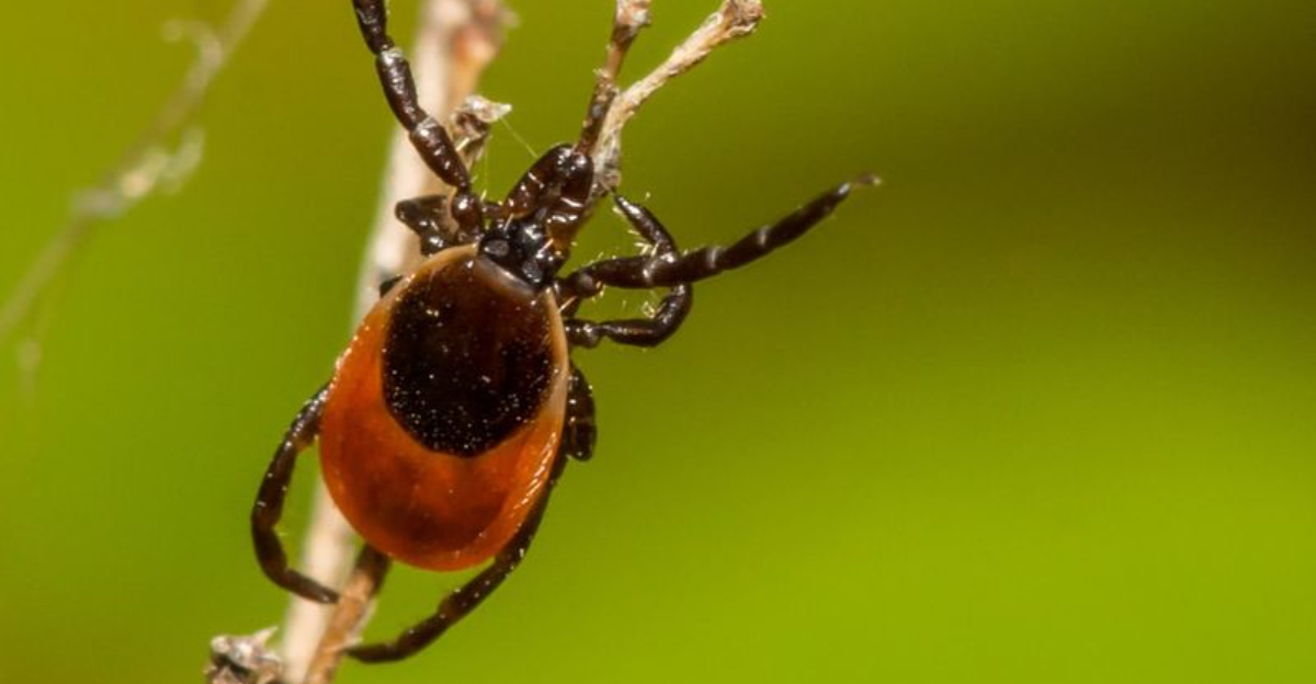 12 Dangerous Creatures Every Indiana Resident Should Be Able To Recognize