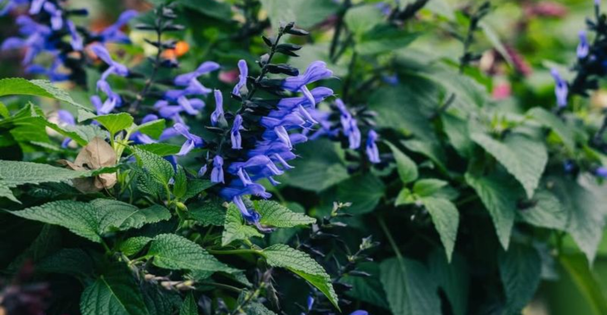 12 Deck Friendly Plants That Survive North Carolina Droughts