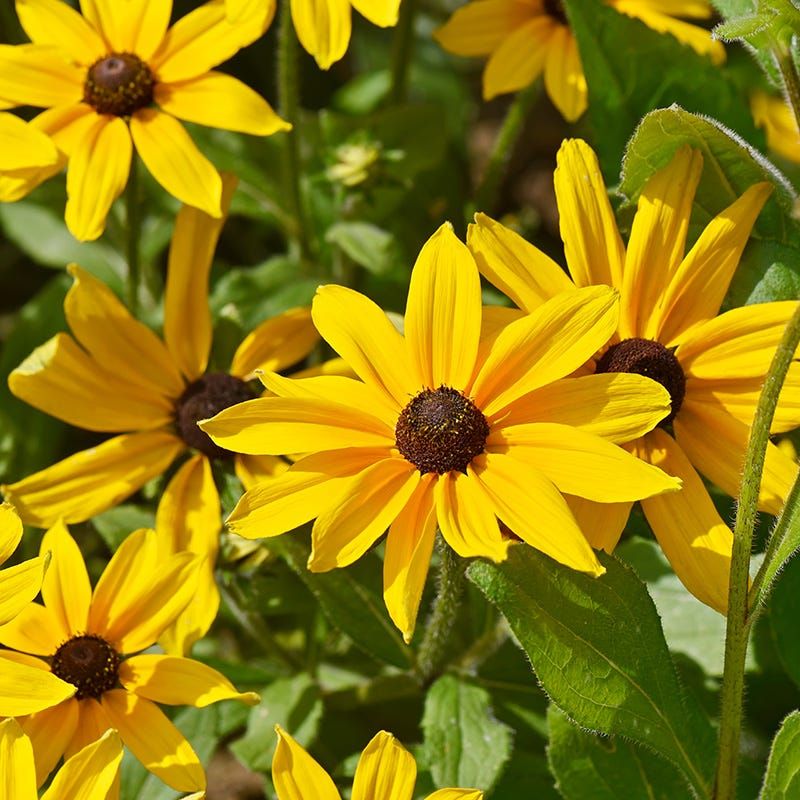 Black-Eyed Susans