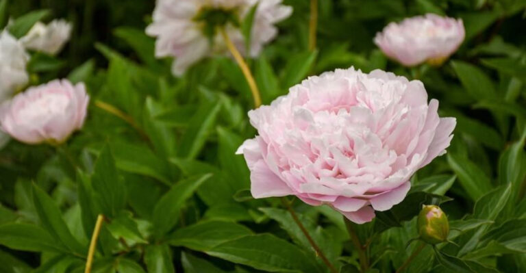 Peonies