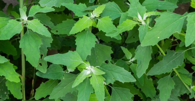 lambs quarter wild edible plant