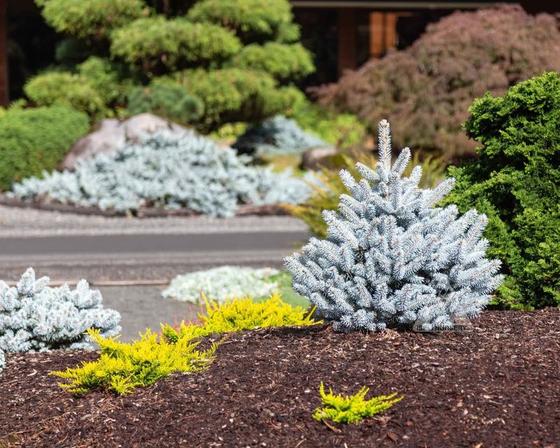 Blue Spruce