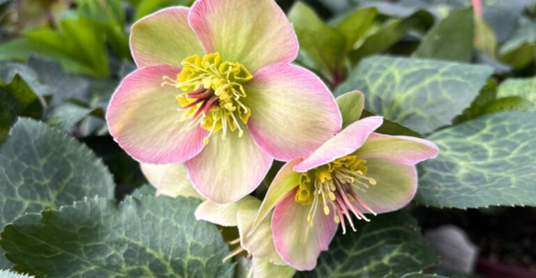 hellebore flower