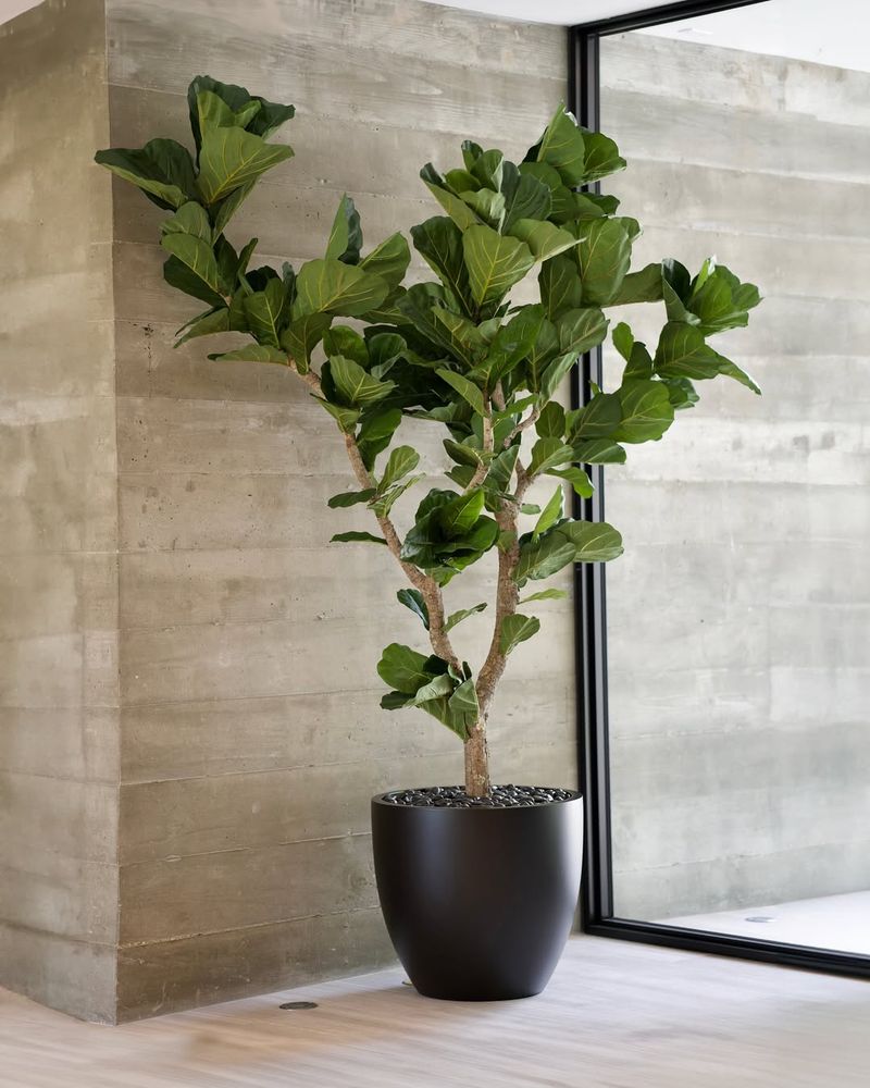 Fiddle Leaf Fig