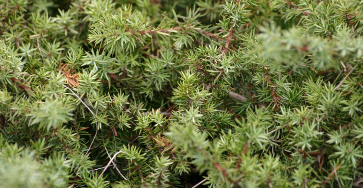 12 Fire-Hazard Trees Washington Homeowners May Be Required To Remove