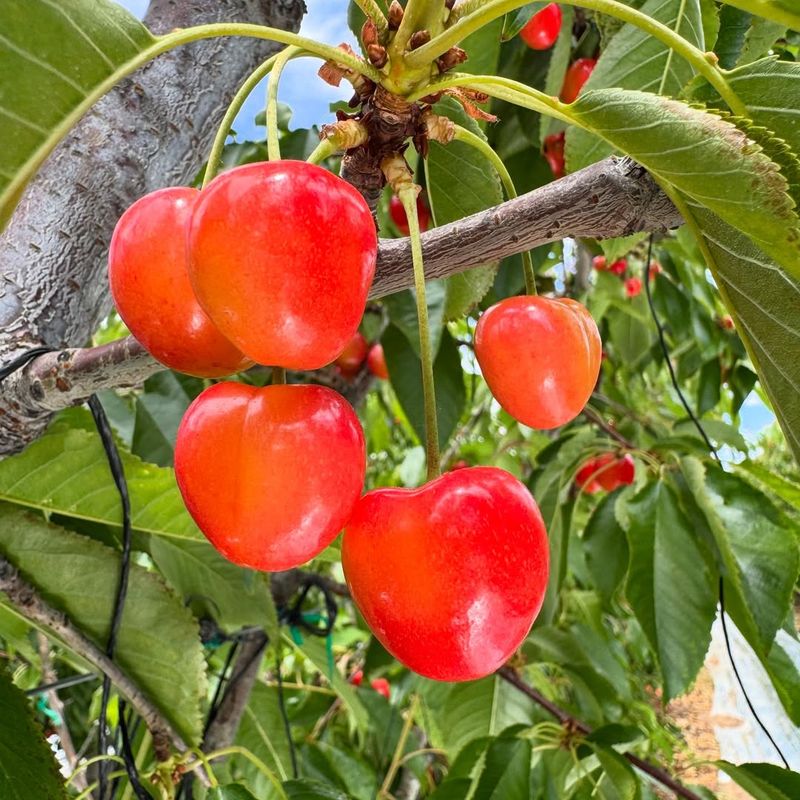 Sweet Cherries (Bing, Rainier)
