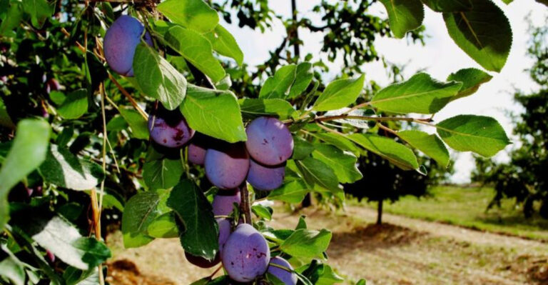 plum branches full of fruit