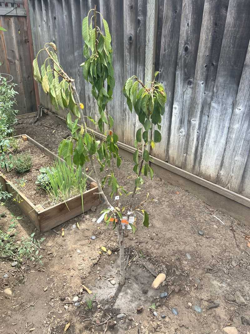 Cherry Trees Struggle With Heat And Humidity
