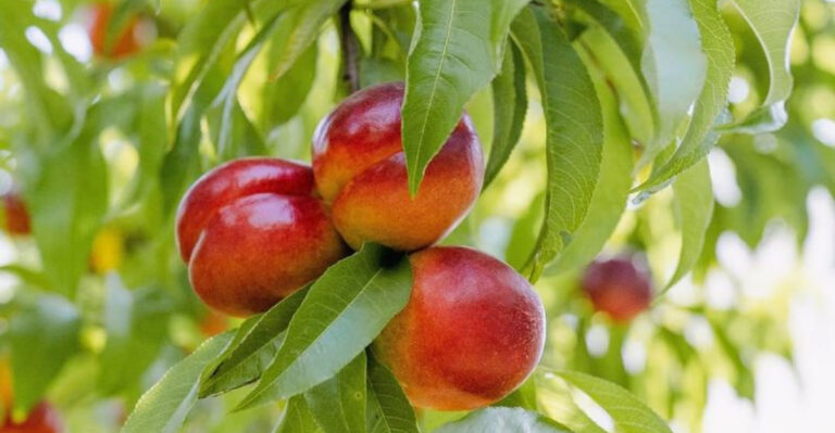 nectarine fruit