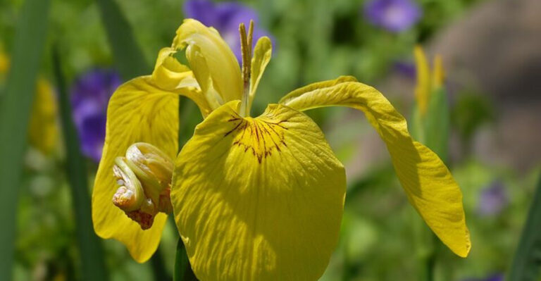 yellow flag iris