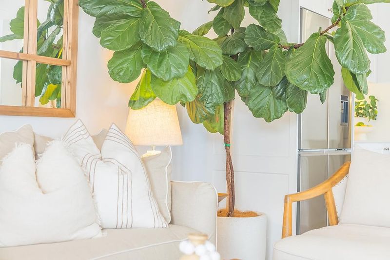 Fiddle Leaf Fig
