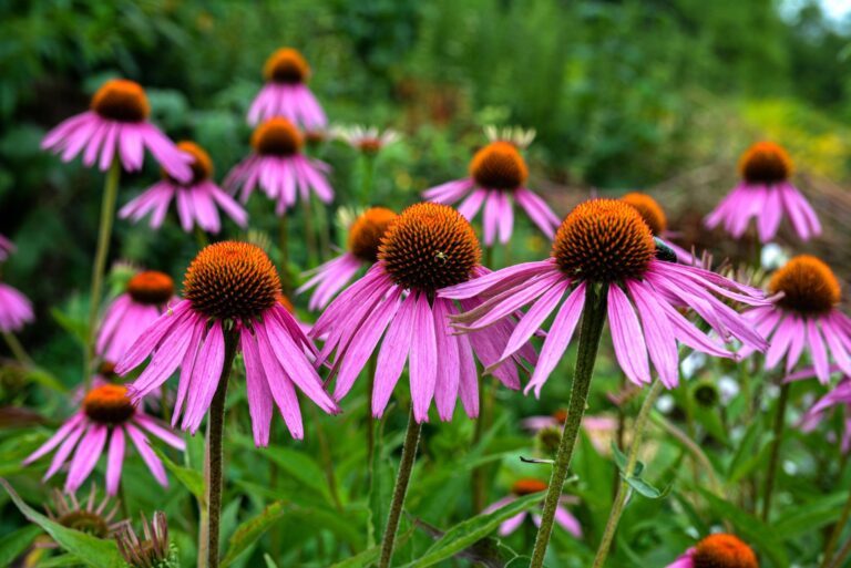 purple coneflower