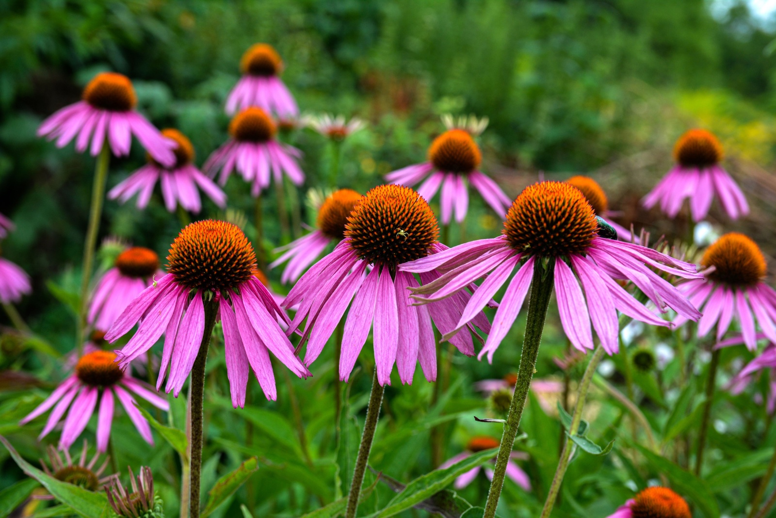 12 Plants That Stay Healthy With Minimal Care In Michigan