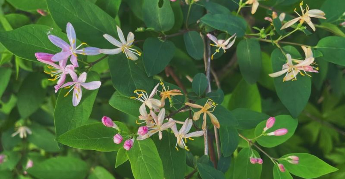 12 Popular Garden Plants Now Illegal Or Headed For Ban In Ohio