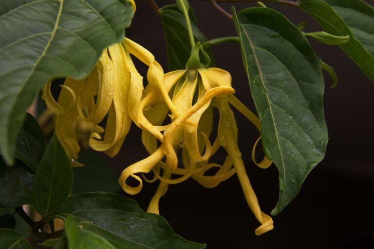 ylang ylang