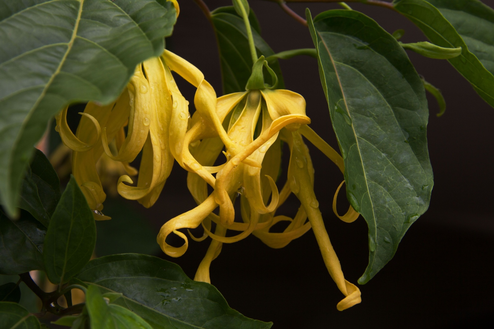 12 Powerfully Scented Plants Perfect For Florida Homes