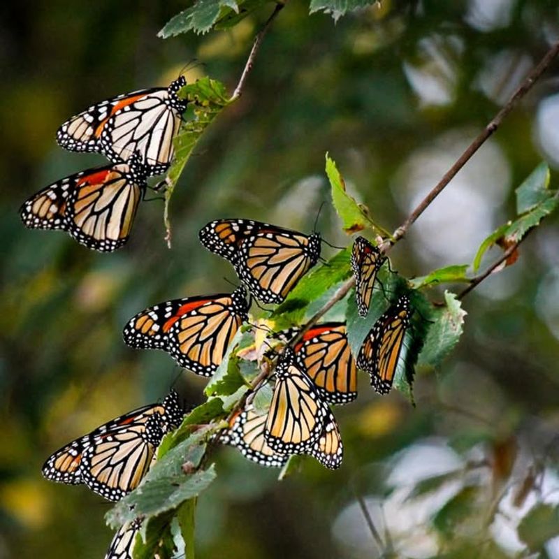 Monarch Butterflies