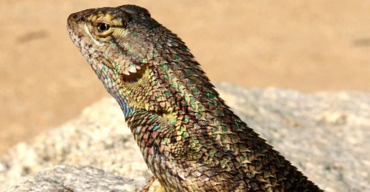 western fence lizard