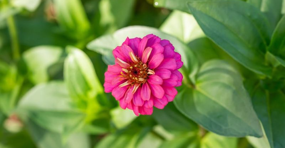 12 Self-Sowing Garden Favorites That Keep Growing For Years