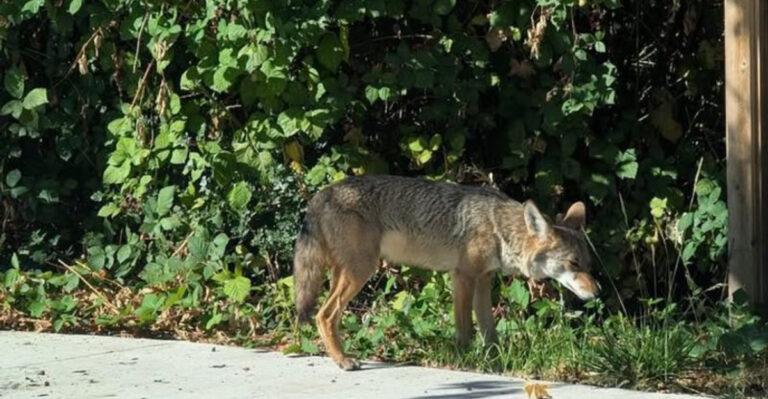 coyote sniffing around