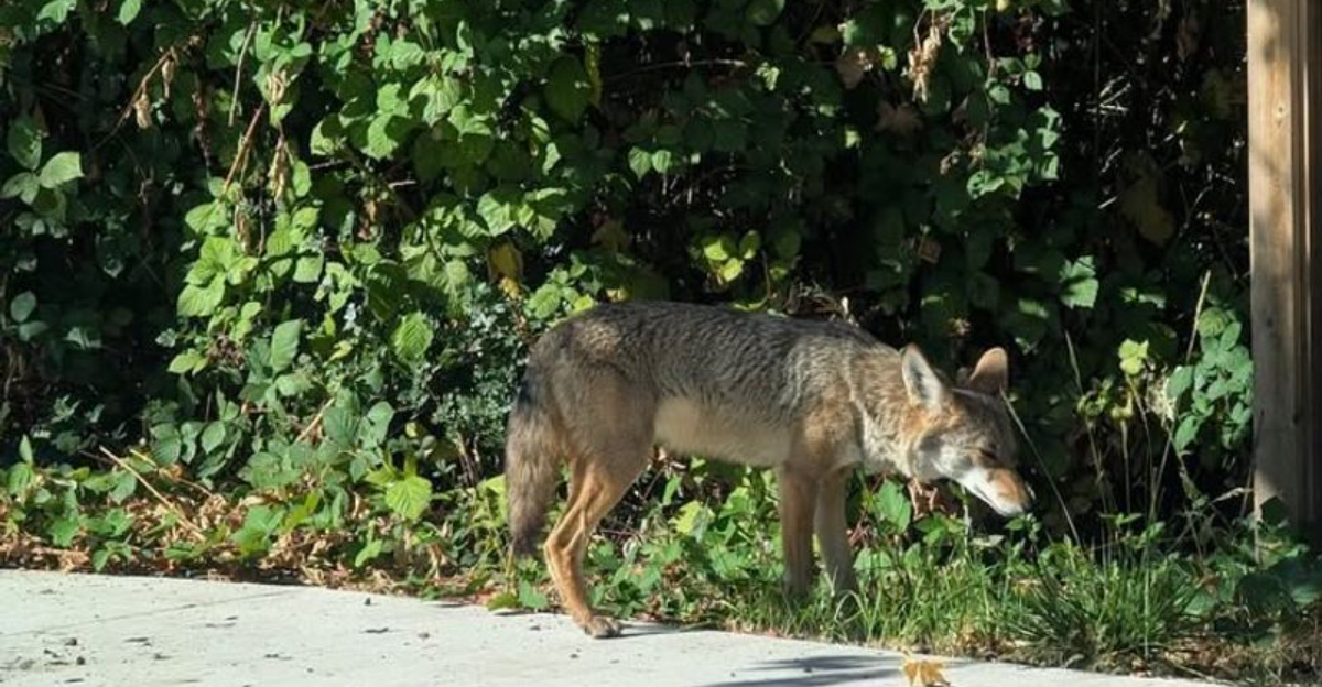 12 Smart Steps To Take When A Coyote Wanders Into Your Louisiana Yard