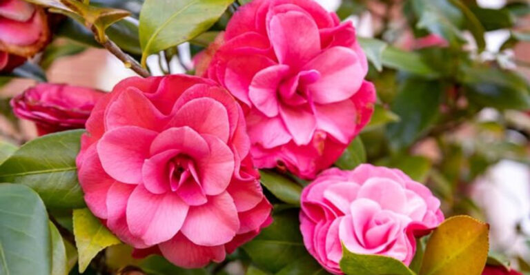 camellias