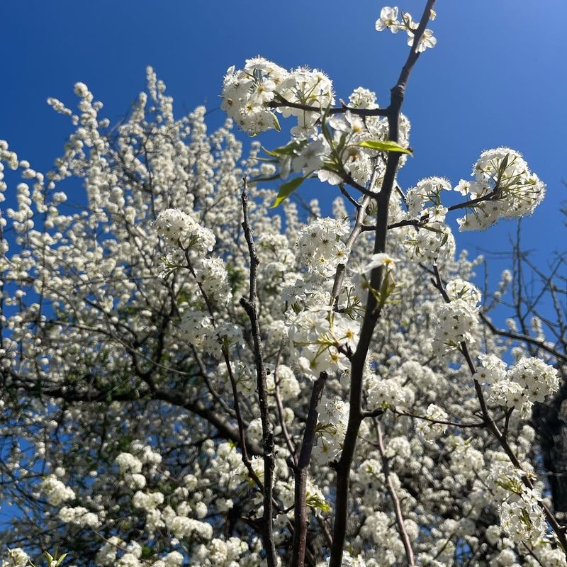 Bradford Pear