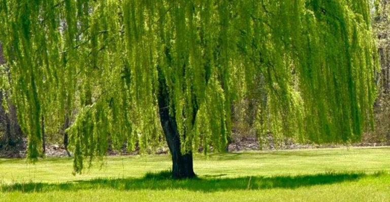 willow tree