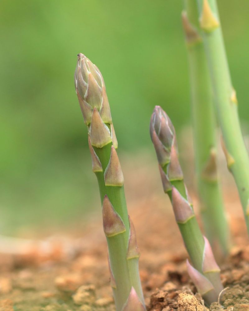 Asparagus (Asparagus Officinalis)