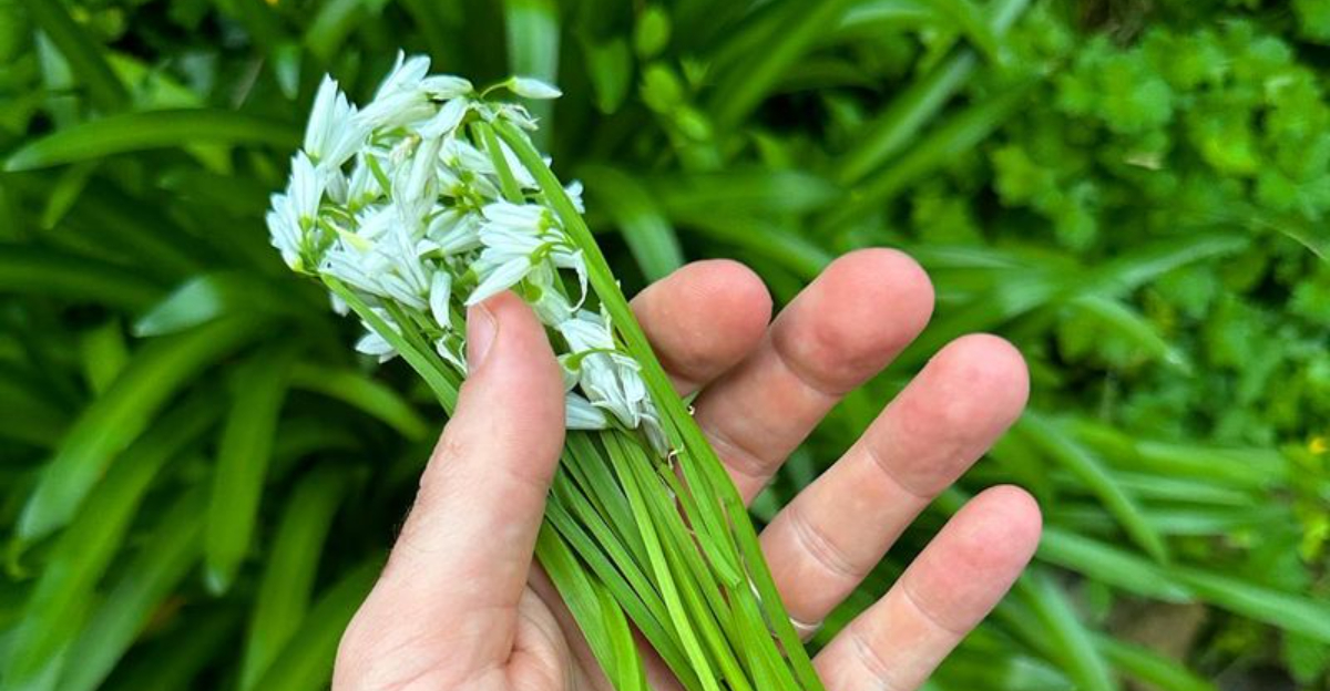 garlic chives
