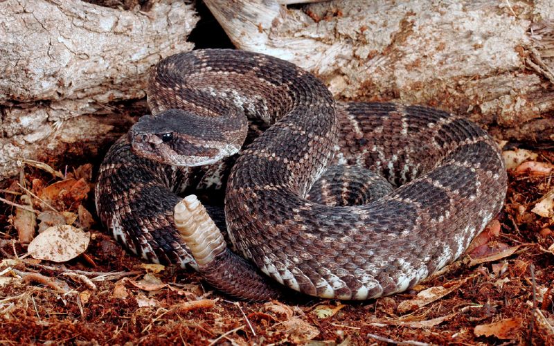 Southern Pacific Rattlesnake