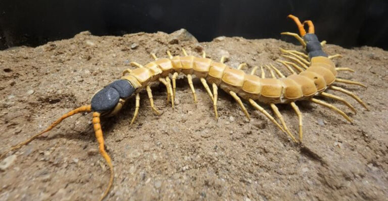 giant desert centipede