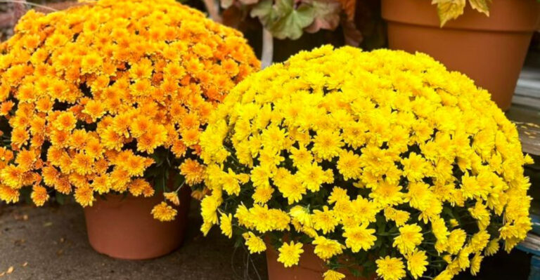 orange and yellow mums
