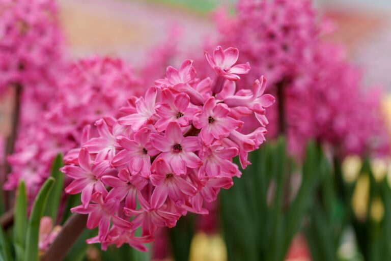 hyacintah pink blooms