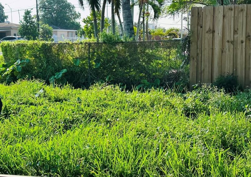 Overgrown Grass And Weeds Above Local Height Limits