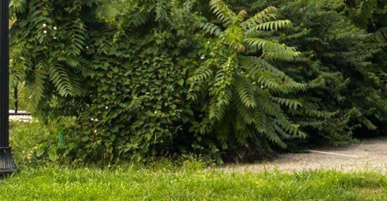 yard feature overgrown grasses