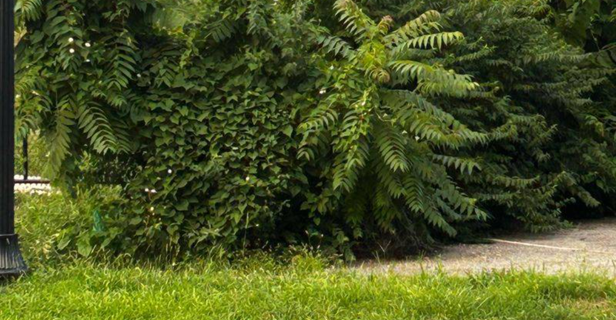 12 Yard Features That Michigan Neighborhoods Are Moving Closer To Banning Soon