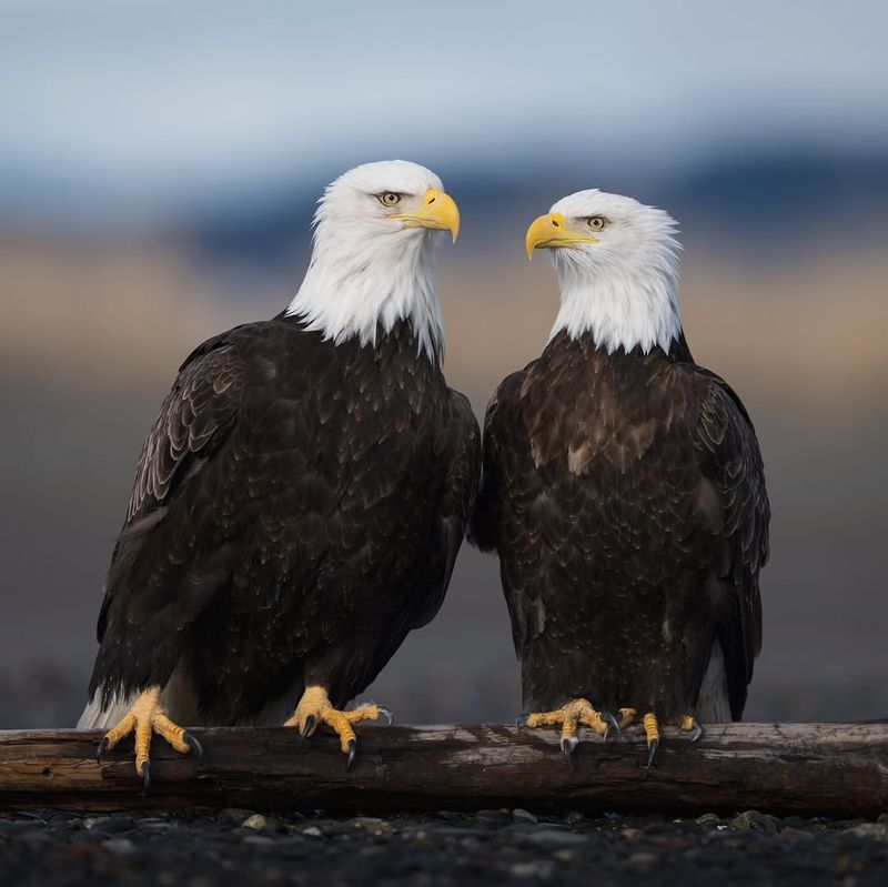 Bald Eagles