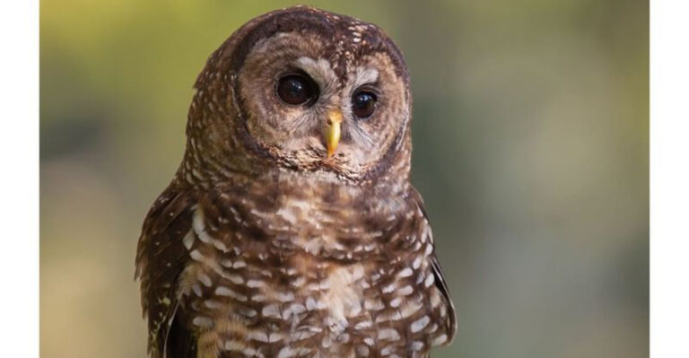owl closeup
