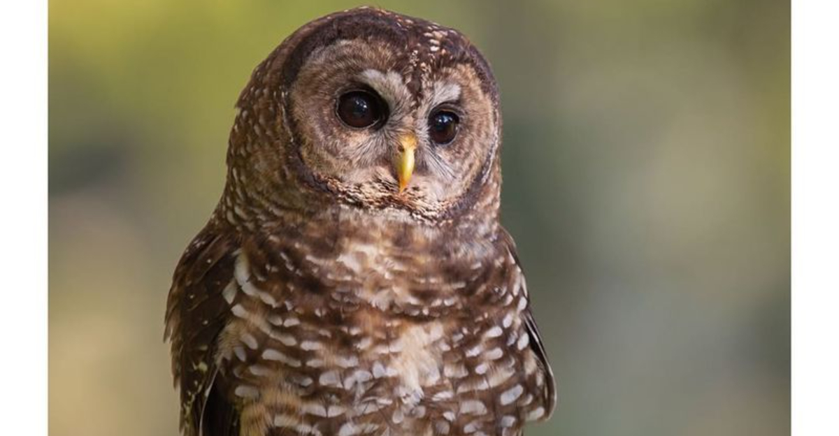 owl closeup