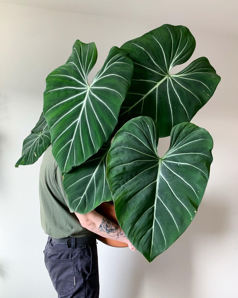 Philodendron Gloriosum
