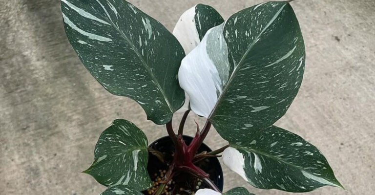 rare philodendron