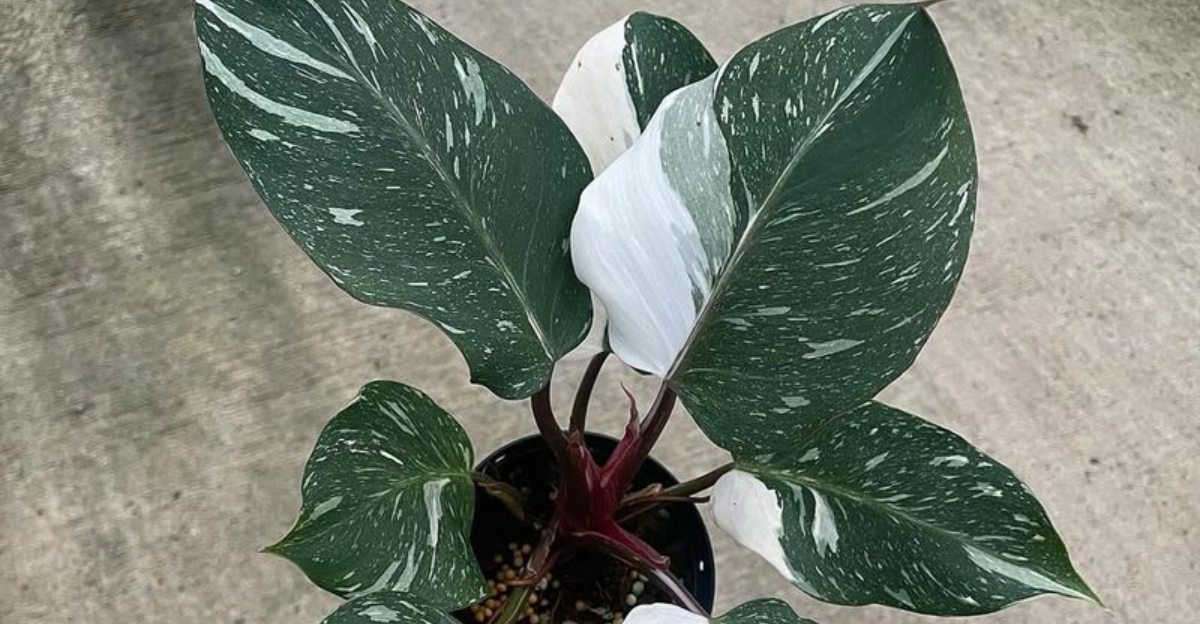 13 Beautifully Rare Philodendrons Michigan Indoor Gardeners Are Obsessed With