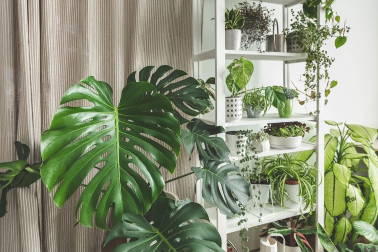Houseplant jungle garden