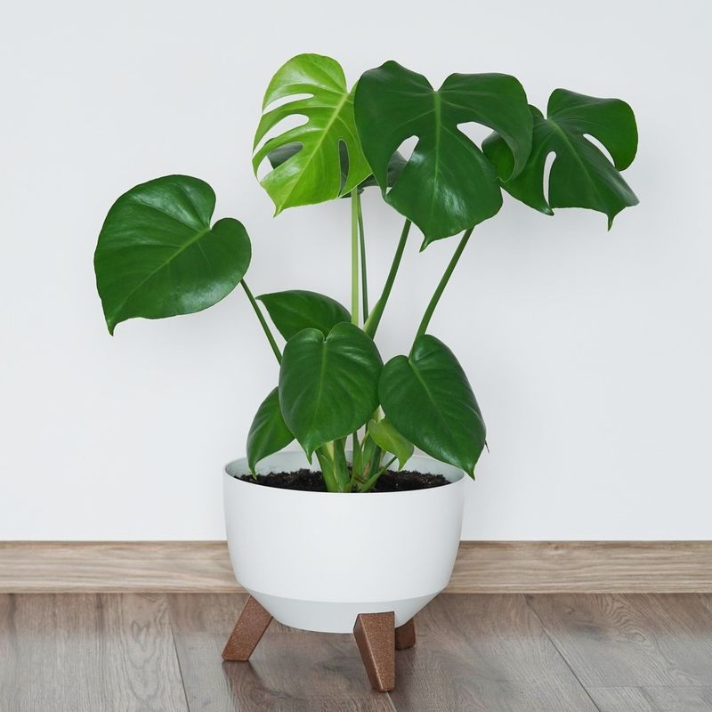 Monstera Deliciosa