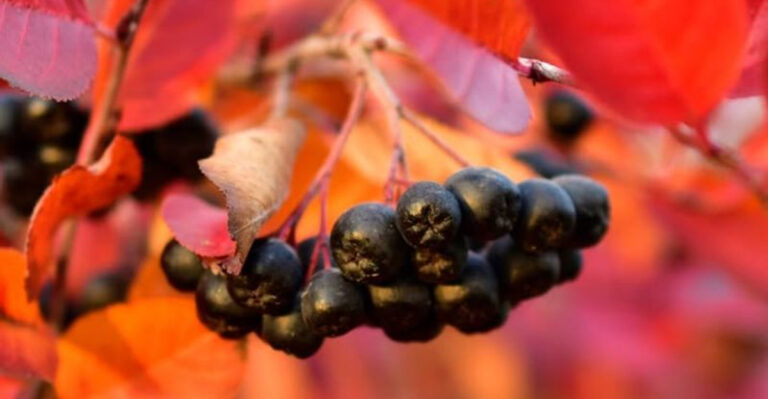 aronia in tree