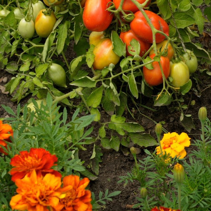 Tomatoes Thrive Alongside Basil And Marigolds