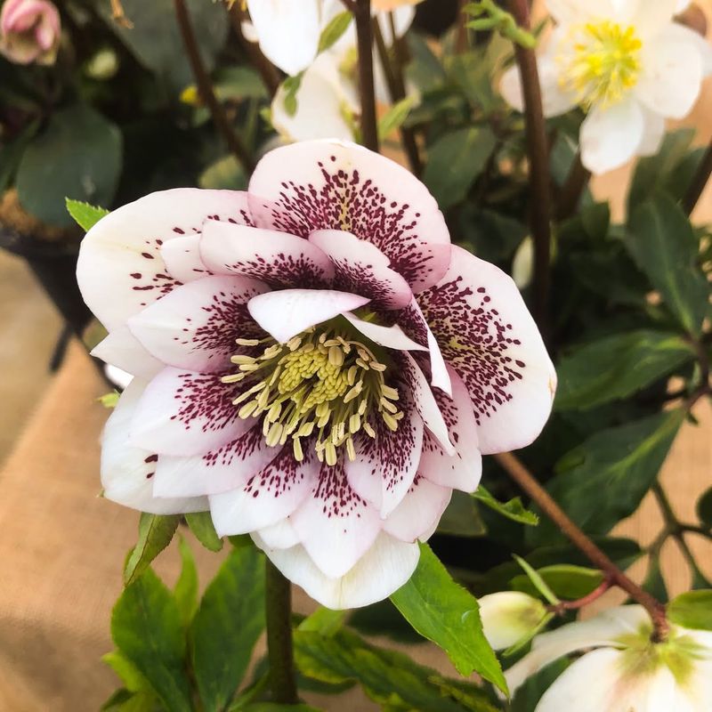 Hellebores Bring Early Color To Ohio Gardens