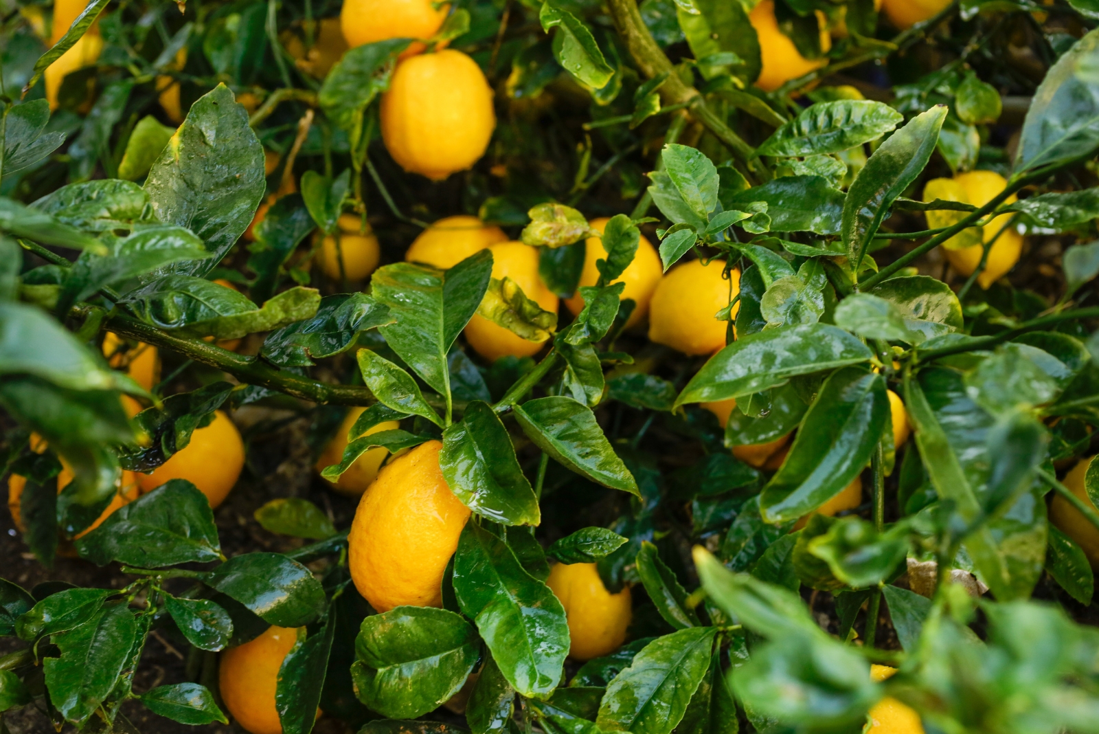 meyer lemon tree