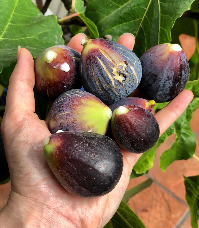 Figs